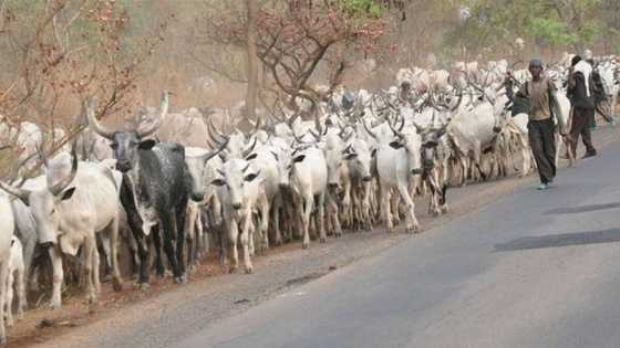 We’ll protect ourselves - Anxiety as monarch writes Buhari over attack by herdsmen