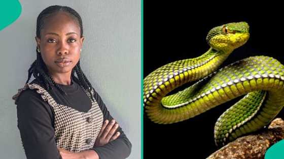 Lady who spotted snake on her bed at past midnight shares what prevented deadly bite