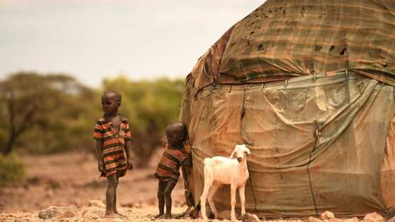 Horn of Africa drought to worsen with fifth failed rains: UN