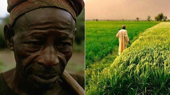 "The agent died": Nigerian man unable to trace his land in village after spending years in Kaduna