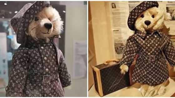 World's most expensive: Video shows the Louis Vuitton teddy bear worth N879m