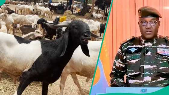 Babbar sallah: Ana fama da tsada a Najeriya, dabbobi sun yi kwantai a Nijar