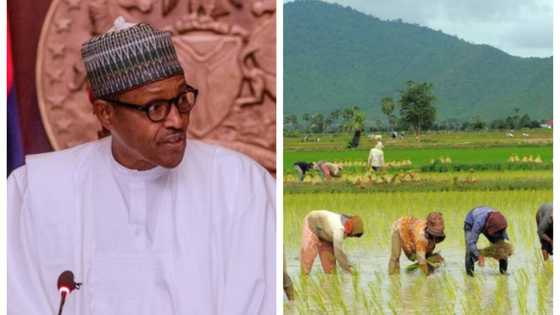 Buhari: Tun 2019, Najeriya ta fi ko ina noma shinkafa a fadin Afrika – Minista