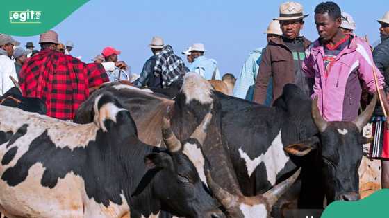 An kai hari kan makiyaya a Filato, an bindige shanu 37 har lahira