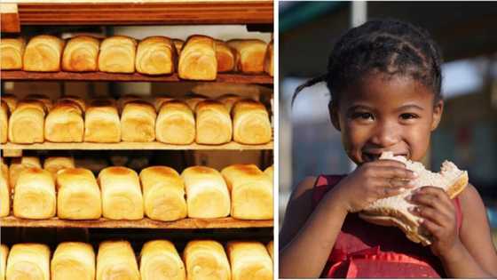 Bread prices in Nigeria to drop as FG introduces varieties of wheat to bring down cost