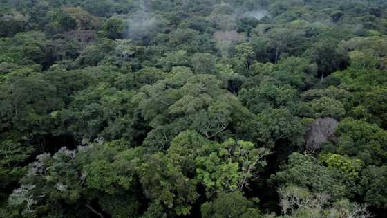 Scientists fight to protect DR Congo rainforest as threats increase