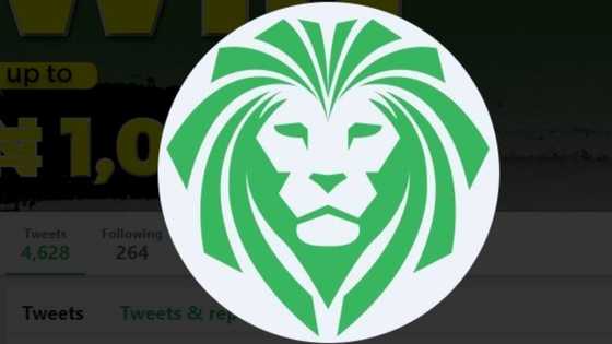 All you need to know about the betting site, Lionsbet