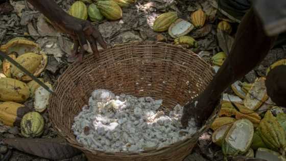 Ghana's cocoa farmers turn to smuggling as currency falls