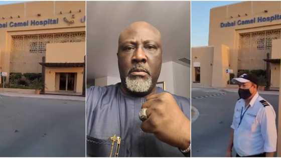Dino Melaye expresses surprise at seeing hospital for camels in Dubai, shares video