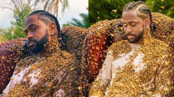 This man is too brave: Fans stunned as Big Sean poses with 65,000 bees in scary photos for music video