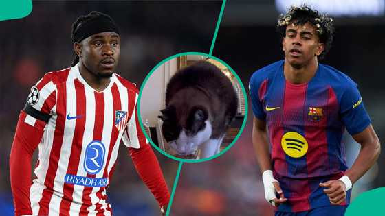Atletico Madrid vs Barcelona: Mysterious cat predicts Champions League quarter-final result