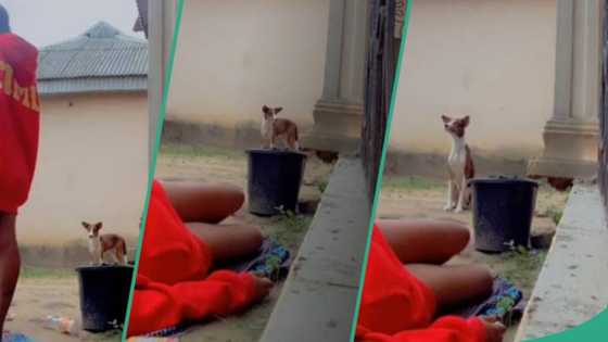 Girl disappointed in her 'ekuke' dog after falling to the ground to see how it would react, video trends