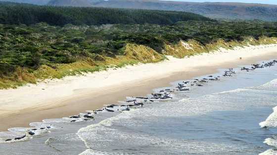 About 200 pilot whales perish on Australian beach