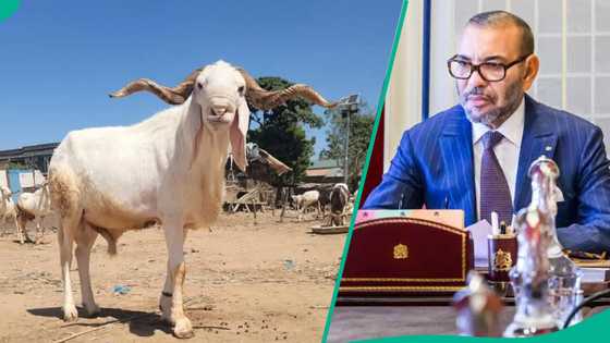 'Ni kaɗai zan yi': Sarki ya haramta layya saboda tsadar rayuwa, zai yi wa ƴan kasa