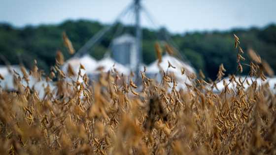 US farmers hit by trade war to get 'substantial' aid: Treasury chief
