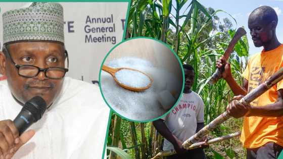 Dangote Sugar targets increased production from local sugarcane amid high cost of sugar