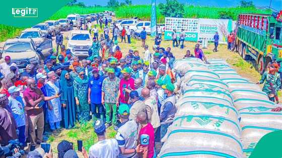 Nasarawa set to boost rice supply in Nigeria with 1.2 million bags harvest