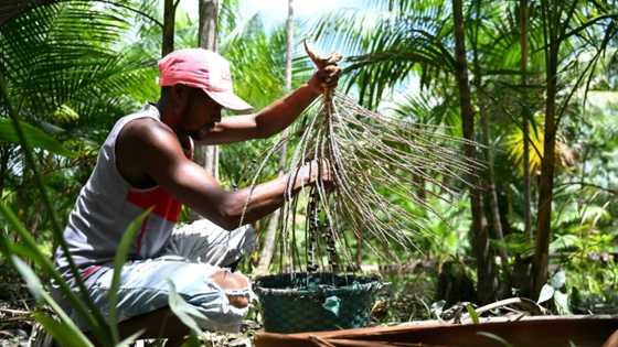 Acai berry craze: boon or threat for the Amazon?