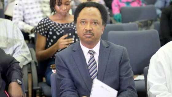 2023: Kaduna APC dismisses Shehu Sani's governorship ambition