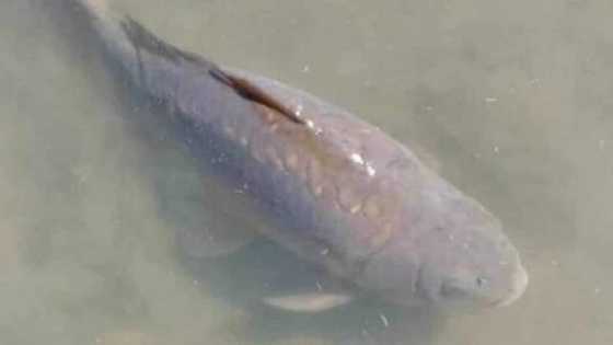 Bayan shekaru 22: Kifin da daliban jami'a ke neman sa'ar jarrabawa a wurinsa ya mutu