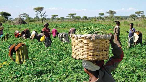 Satar Amfani: Manoma Sun Bayyana Yadda Su Ke Biyan Kudi Da Kwana A Gona Don Kare Amfaninsu, Sun Koka Kan Yawan Sata