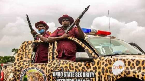 Amotekun ta kama 'yan arewa 63 cikin shanu da babura a bayan babban mota a Osun