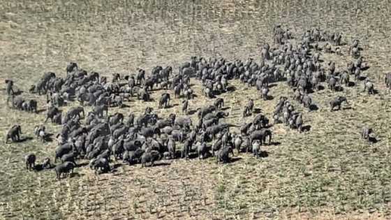 Hotunan giwaye 250 aka hango a filin dagar Boko Haram