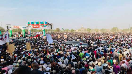 APC records massive victory in local government elections