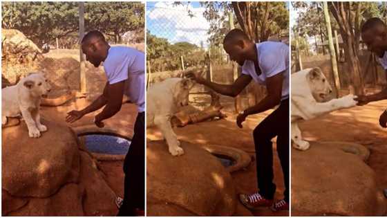 Rough play: BBNaija's Omashola gets extra cozy with lion, exchanges handshake