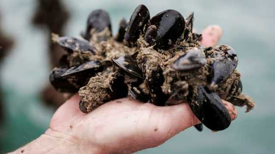 Belgium flexes its new locally sourced mussels