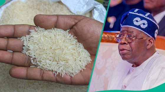 Bayan manoma sun tafka asara a Arewa, an ba gwamnatin Tinubu shawara kan shigo da shinkafa