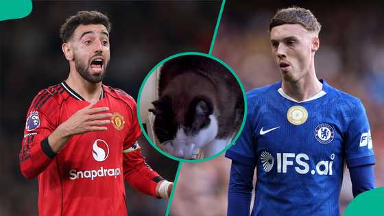 Mysterious cat predicts result of Chelsea vs Manchester United Premier League clash