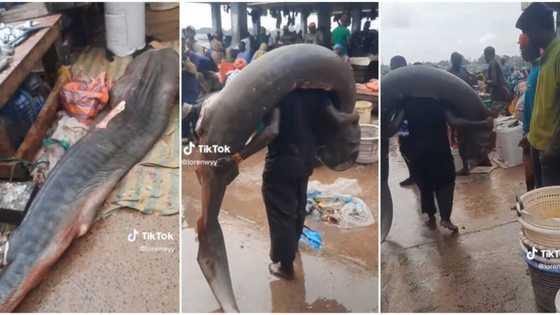 “Kifin Nan Ya Kai Kimanin Shekaru 1000”: Matashi Ya Kama Katon Kifi, Ya Dauko Shi a Kafada, Bidiyon Ya Girgiza Intanet