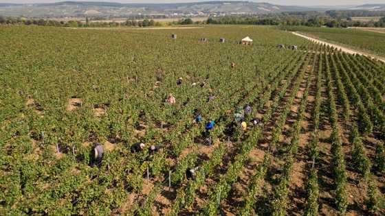 French champagne makers face prison in human trafficking trial