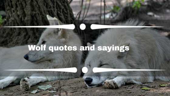 Thoughtful wolf quotes and sayings that describe the beast inside