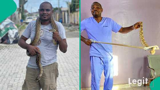 Snake expert Dr Mark Ofua explains what you should do when you suddenly come face-to-face with snake