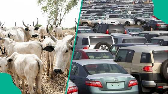Butchers, consumers lament as cows now cost more than cars