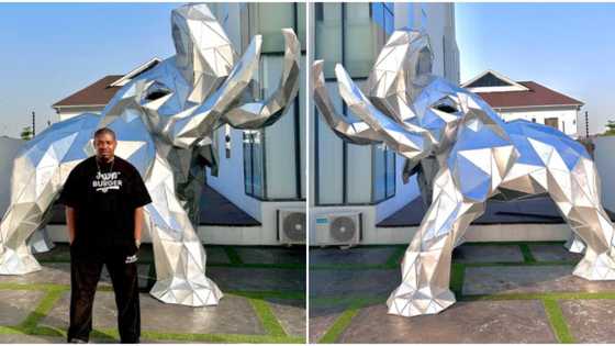 “Elephant of the industry”: Don Jazzy buys himself shiny life-sized elephant as Christmas gift, photos trend