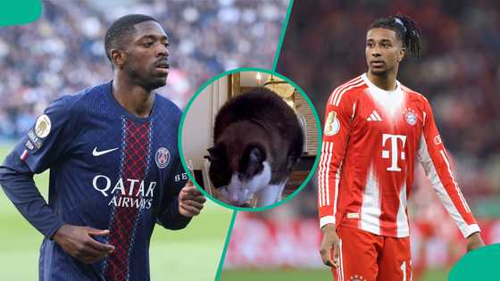 Champions League: Mysterious cat predicts Paris Saint-Germain vs Bayern Munich