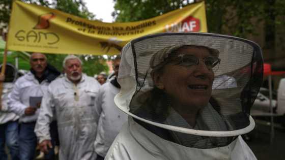 French petition against return of bee-killing pesticide passes 1mn