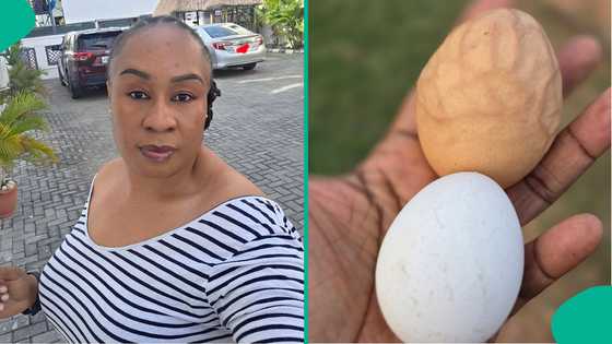 "First time seeing egg with stretch marks": Businesswoman displays unusual eggs seen at farm