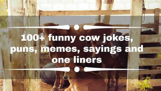100+ funny cow jokes, puns, memes, sayings and one liners