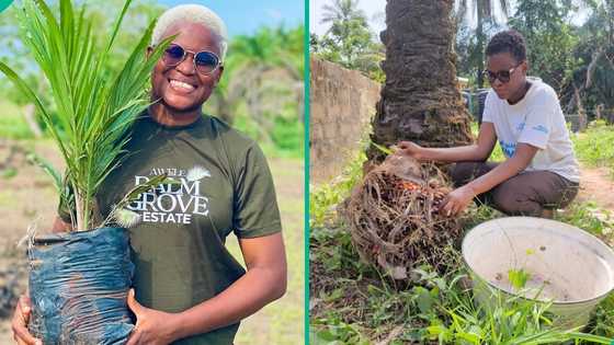 From N300k to millions: How young Nigerian woman built Jelapetra Farms into successful agribusiness