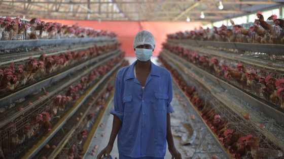 Experts meet to make agriculture attractive to Nigerian youths