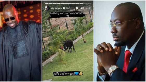 "Person way get money" Obi Cubana rolls out pictures ahead of 48th birthday, shows off 1st cow gift