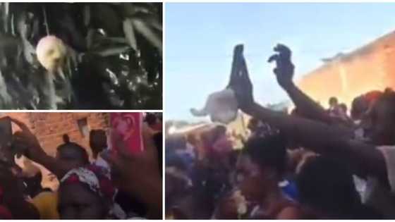 An gano mangwaro mai ‘fuskan mutum’ a jikin bishiya, jama’a sun yi tururuwan zuwa kallo a wani bidiyo
