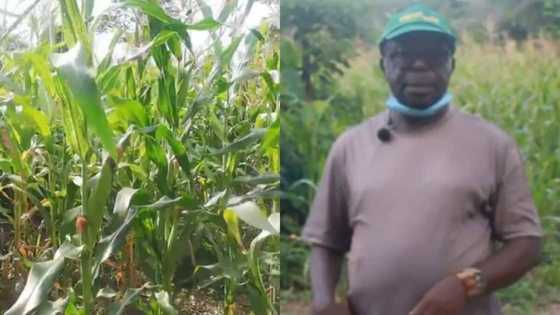 70-year-old professor in US quits stay abroad after 30 years, relocates to Ghana to become a maize farmer