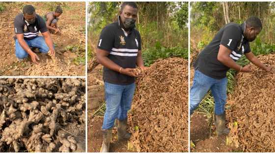 Handsome actor shows off his farm produce, many say he makes them want to go into farming