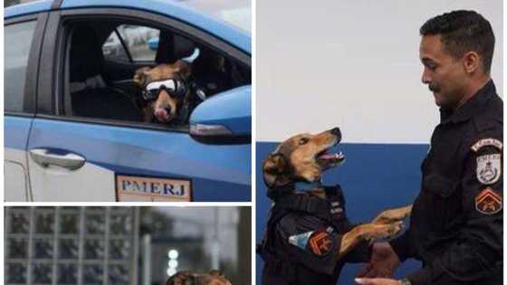 Kofur Oliveira: Kare Jami’in ‘Dan Sanda dake Cakarewa da Gilashi Har da Bindiga