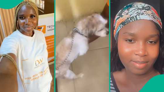 Tension rises as boss confronts lady for bringing her dog to the office
